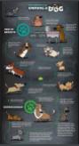 Dogs - Benefits of owning a dog 1 of 2