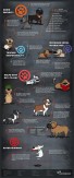 Dogs - Benefits of owning a dog 2 of 2