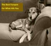Dogs - Best therapists