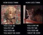 Dogs - Cats 06