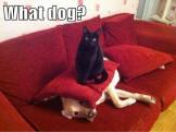Dogs - Cats 09