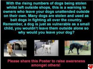 Dogs - Fighting warning pets stolen for bait dogs