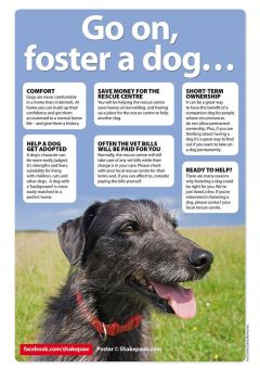 Dogs - Foster a dog