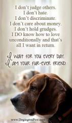 Dogs - Friend true