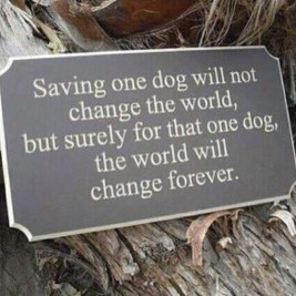 Dogs - Help saving one dog