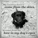 Dogs - Love in his eyes
