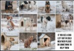 Dogs - Medical chained outside in the cold
