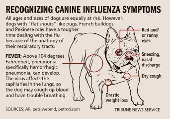 Dogs - Medical flu recognising