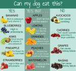 Dogs - medical foods toxic