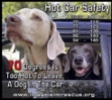 Dogs - Medical hot car safety 01