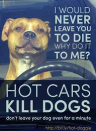 Dogs - Medical hot car safety 04