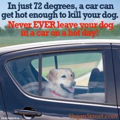 Dogs - Medical hot car safety 05