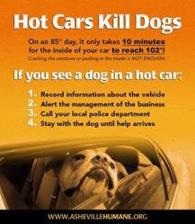 Dogs - Medical hot car safety 06