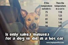 Dogs - Medical hot car safety 08