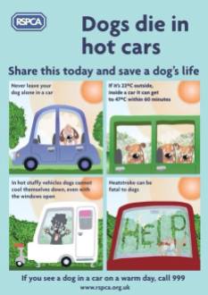Dogs - Medical hot car safety 11