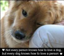 Dogs - Not every person knows how to love a dog