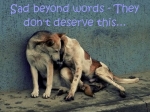 Dogs - Sad beyond words - They don't deserve this