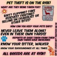 Dogs - Theft of pets on the rise