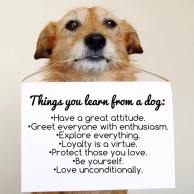 Dogs - Things you learn from a dog