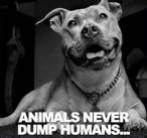 Homeless pets - Abandoned animals never dump humans