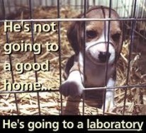 Homeless pets - Abandoned laboratory he's not going to a good home