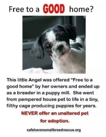 Homeless pets - Abandoned pets given away free
