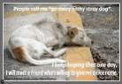Homeless pets - Abandoned stray dog people call me go away