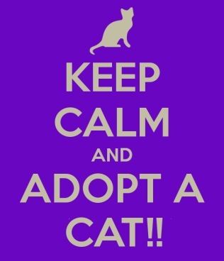 Homeless pets - Adopt cat keep calm