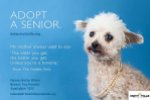 Homeless pets - Adopt senior