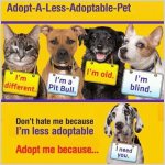 Homeless pets - Adopt special needs