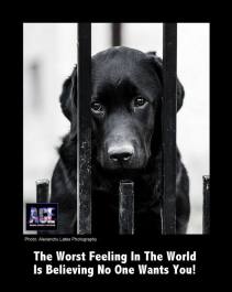 Homeless pets - Black dog worst feeling in the world
