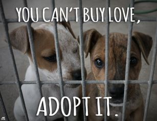 Homeless pets - Can't buy love but can adopt it