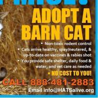 Homeless pets - Cats adopt a barn cat