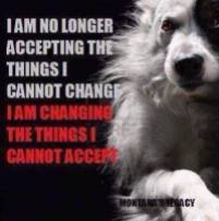 Homeless pets - Changing the things we cannot accept