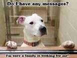 Homeless pets - Dogs do I have any messages
