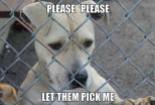 Homeless pets - Dogs please let them pick me