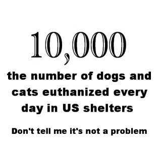 Homeless pets - Euthanised daily in US shelters