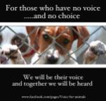 Homeless pets - For those who have no voice
