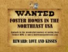 Homeless pets - Foster homes wanted in north east