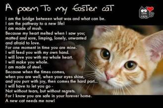 Homeless pets - Foster poem