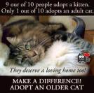 Homeless pets - Help adopt senior cat