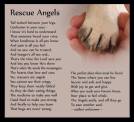 Homeless pets - Help angel rescuers