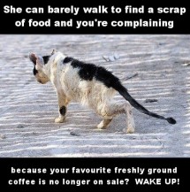 Homeless pets - Help cat can barely walk