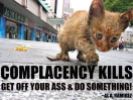 Homeless pets - Help complacency kills