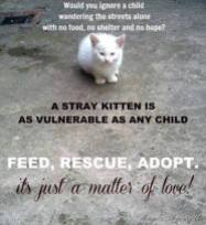 Homeless pets - Help feed rescue and adopt 2