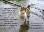 Homeless pets - Help feral cats poem
