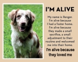 Homeless pets - Help foster ALIVE because