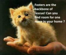 Homeless pets - Help foster find room for one more
