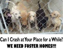 Homeless pets - Help foster homes can I crash at your place