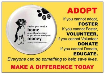 Homeless pets - Help foster volunteer donate educate